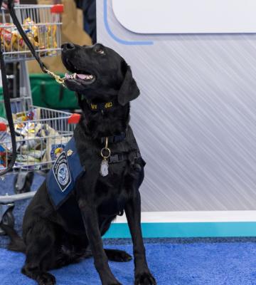 k9 at NRF PROTECT.